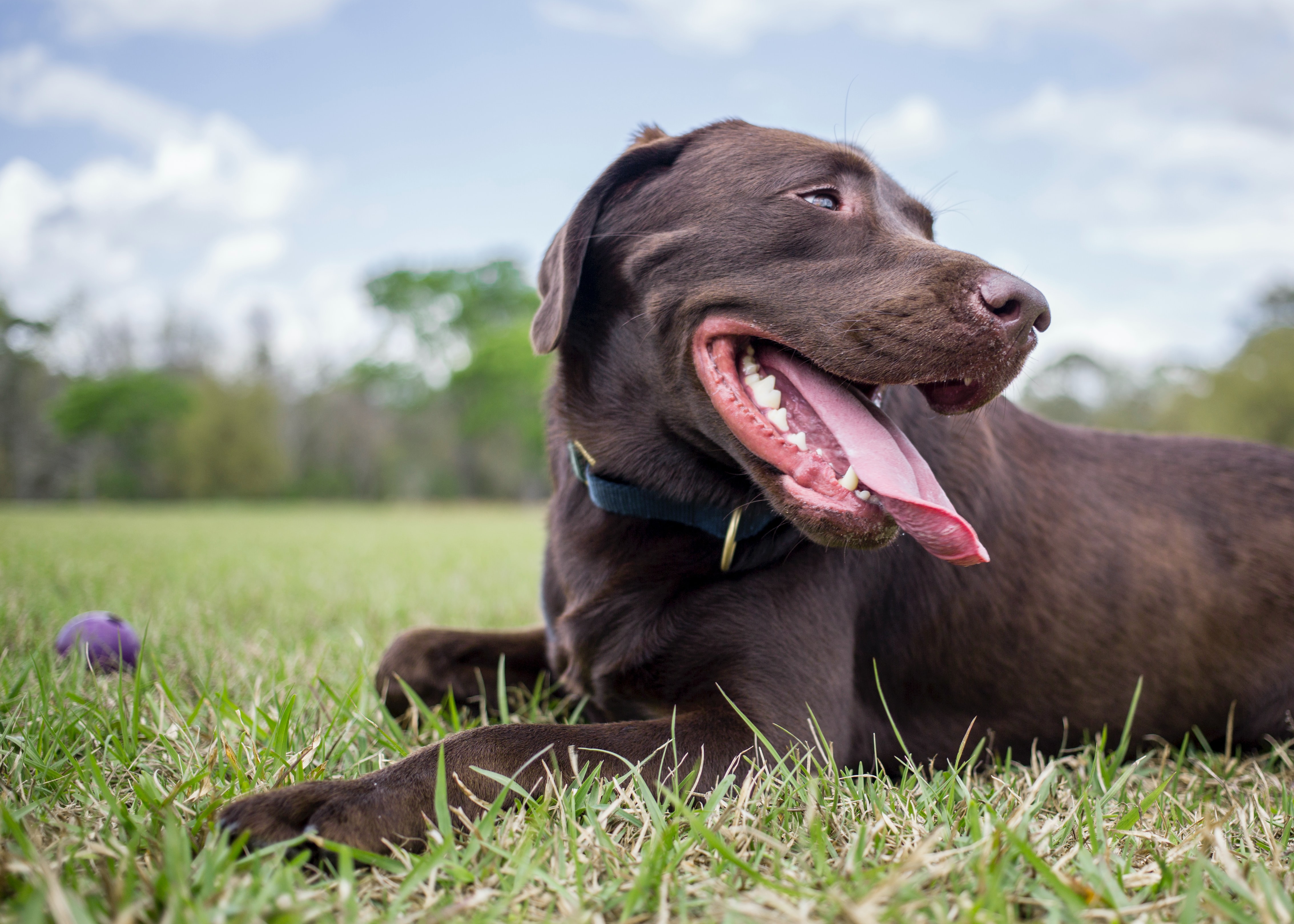 Chocolate-colored lab lying in the grass