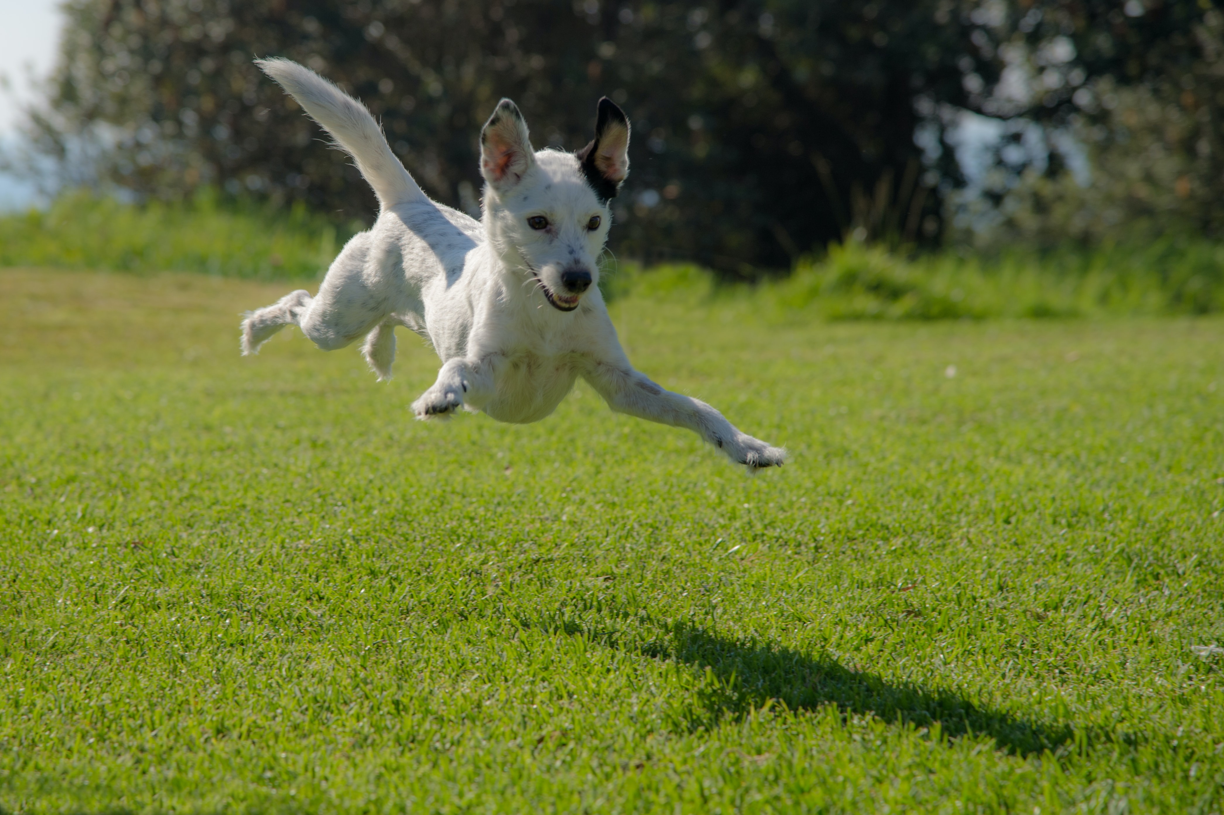 Medium-sized mutt in the middle of a jump